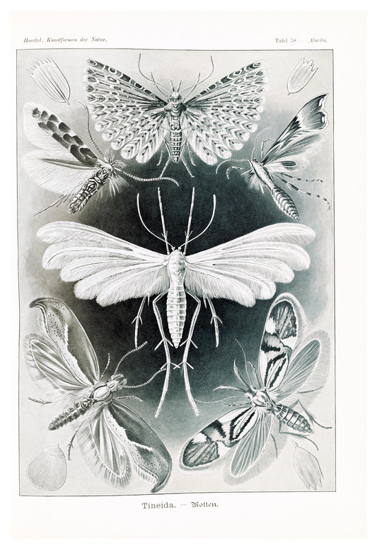 Ernst Haeckel - Tineida 'Motten'