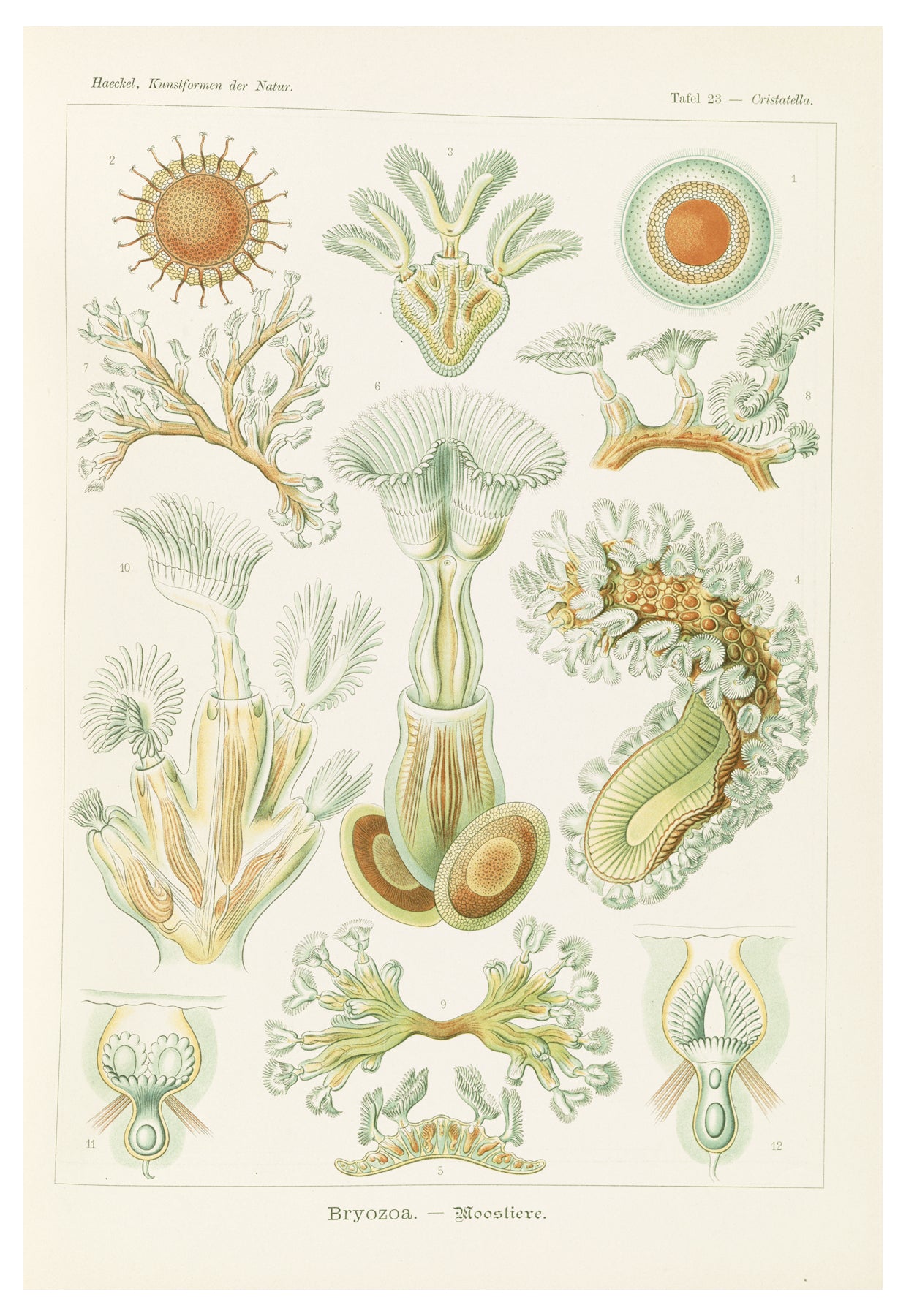Ernst Haeckel - Bryozoa 'Moostiere'