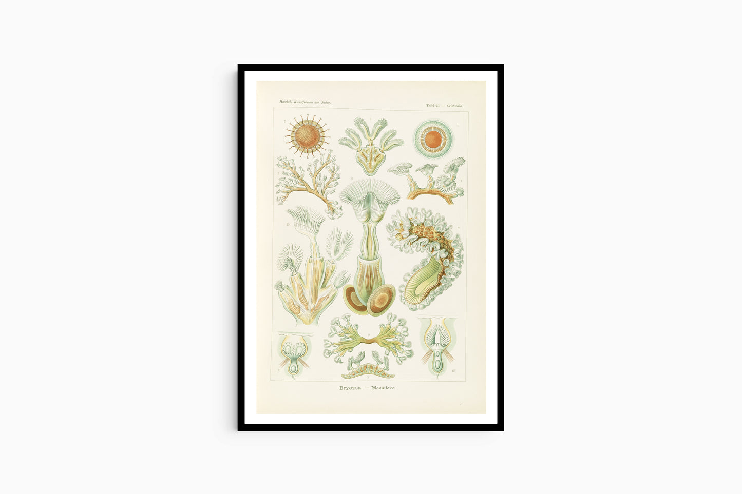 Ernst Haeckel - Bryozoa 'Moostiere'
