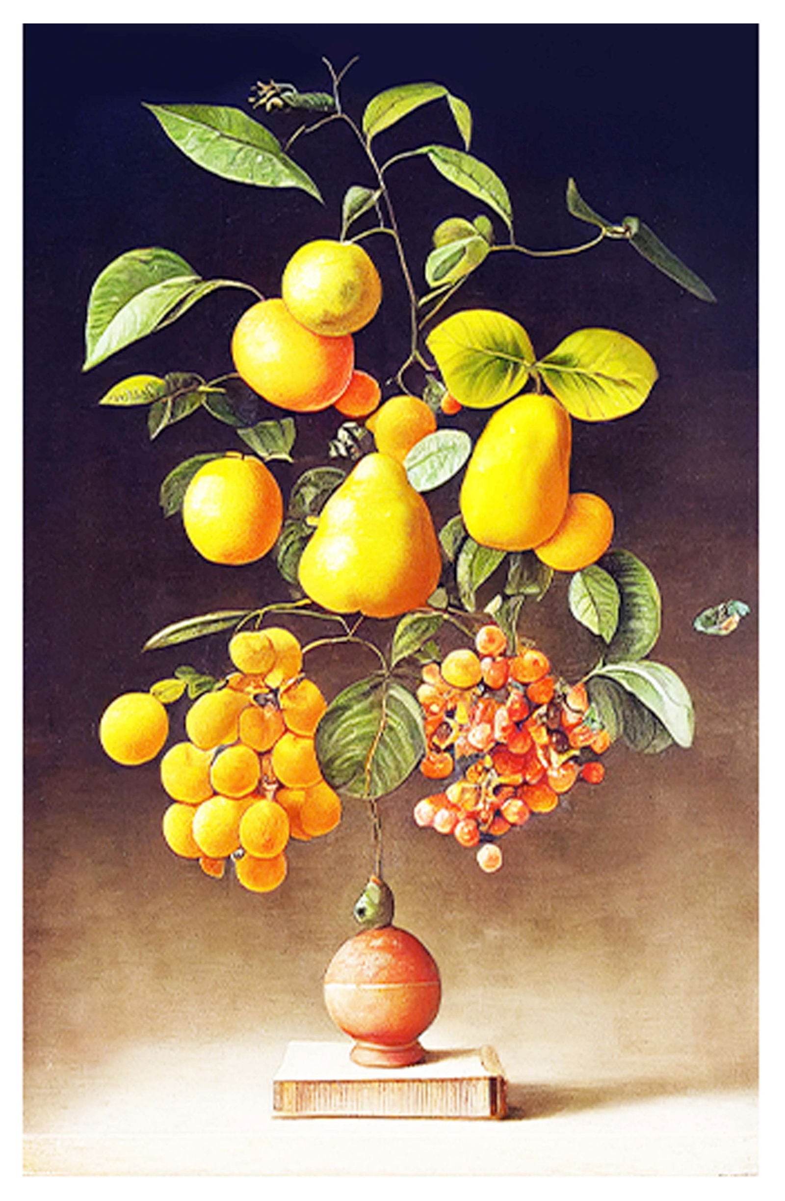 Rutaceae Poster Hakyarts Rutaceae Poster Hakyarts
