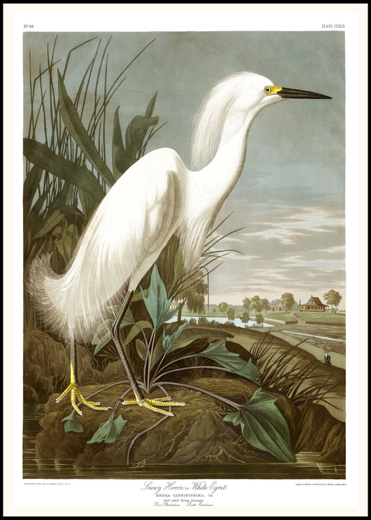 Audubon - Snowy Heron Poster