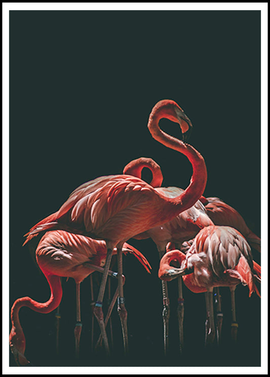 Red Flamingos Poster