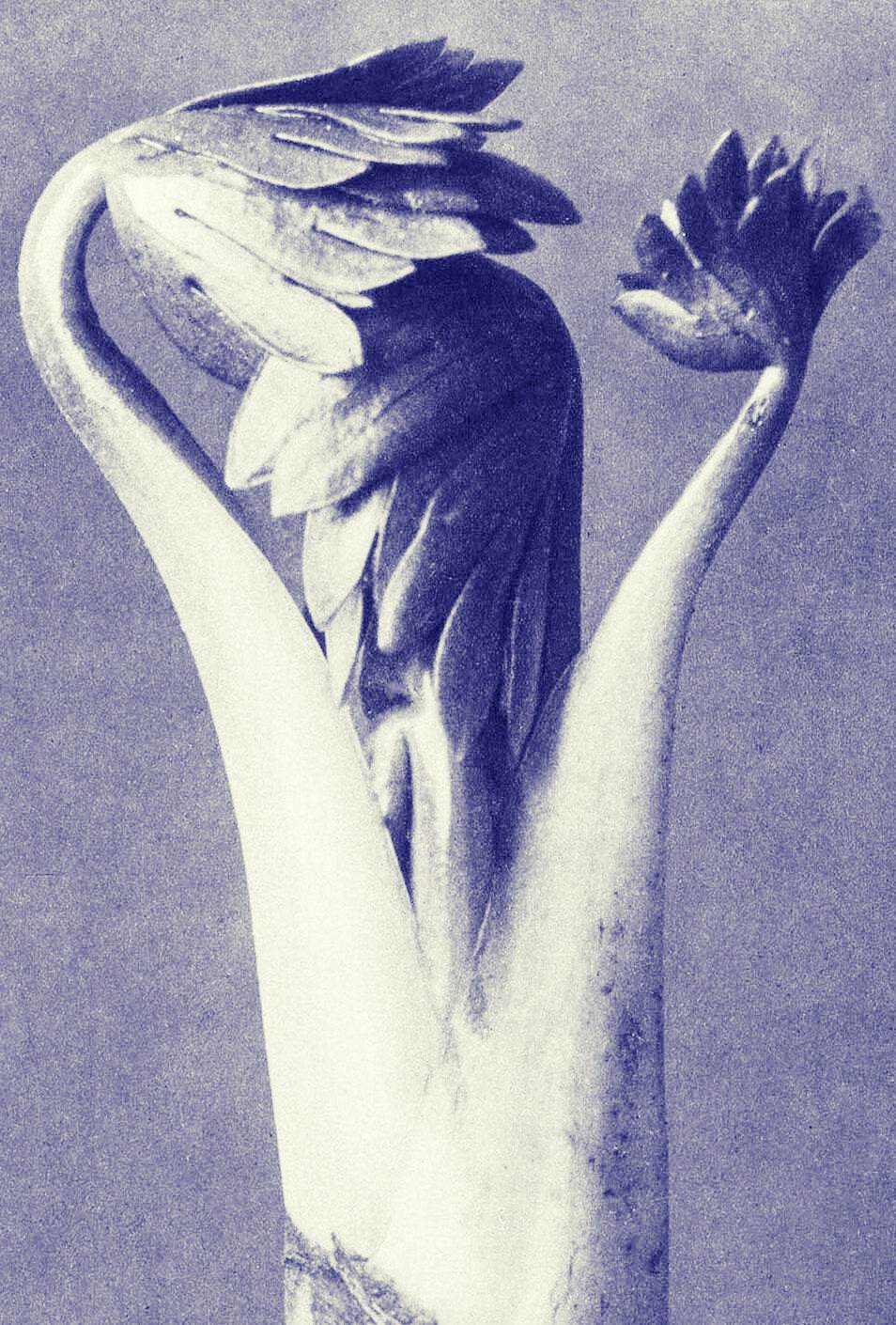 Karl Blossfeldt: Pioneering Photographer of Nature's Art - Hakyarts