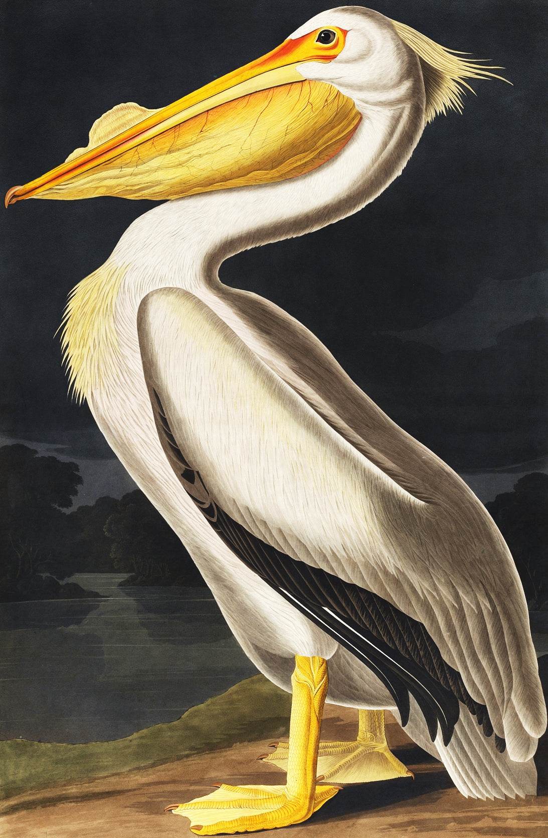 John James Audubon: A Naturalist's Journey Through Art - Hakyarts