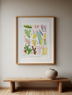 Great Barrier Reef Corals III by William Saville-Kent – Natural History Marine Art Print