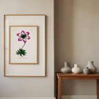 Single Anemone by Carington Bowles