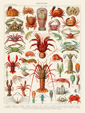 Vintage Crustacés by Adolphe Millot – Marine Biology Illustration Art Print - Hakyarts