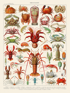 Vintage Crustacés by Adolphe Millot – Marine Biology Illustration Art Print - Hakyarts