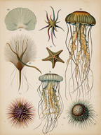 William Saville-Kent – Marine Wonders Trio