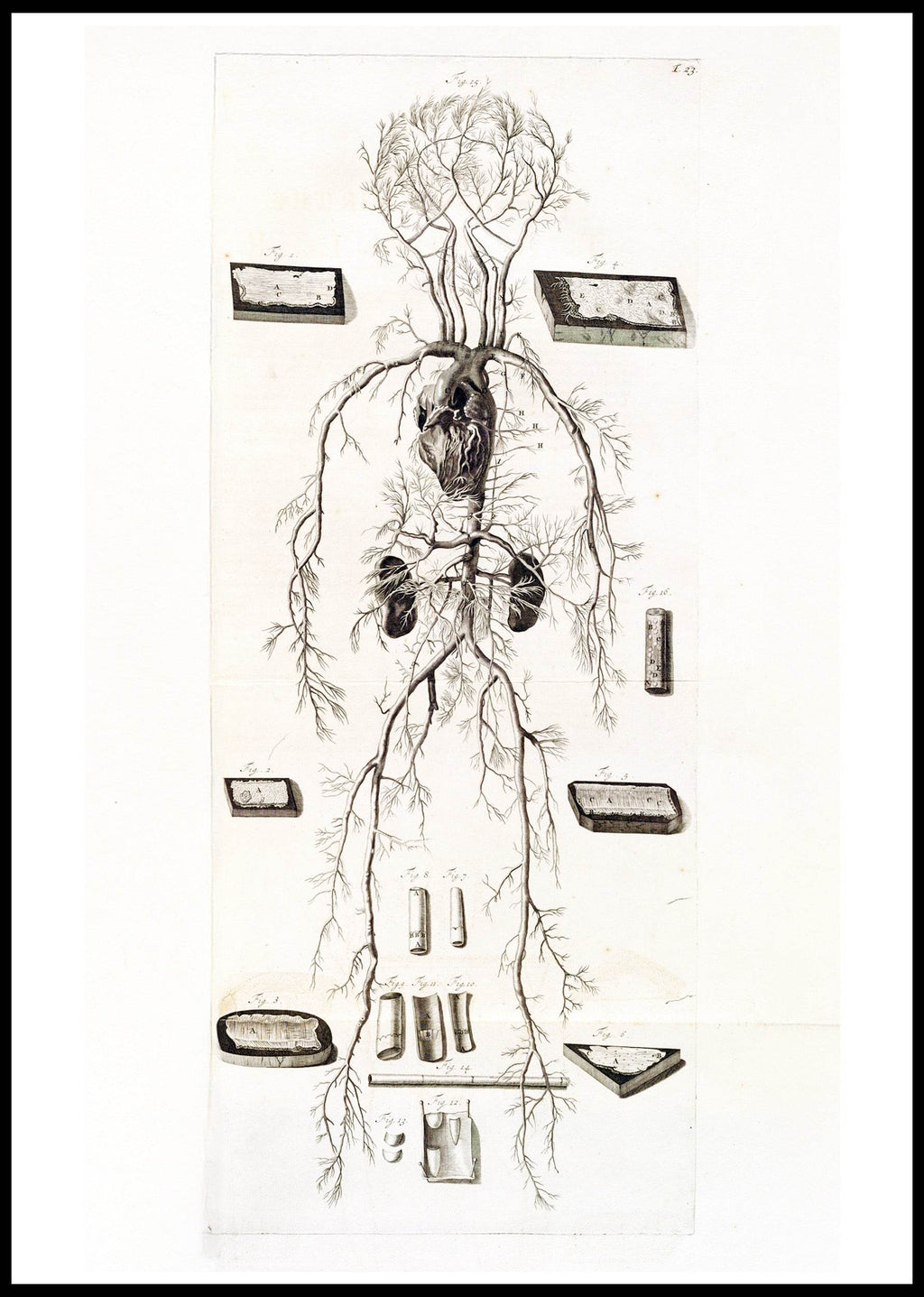 Anatomia Humani Corporis Pl.024 - Hakyarts