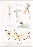 Mollusques Nus II