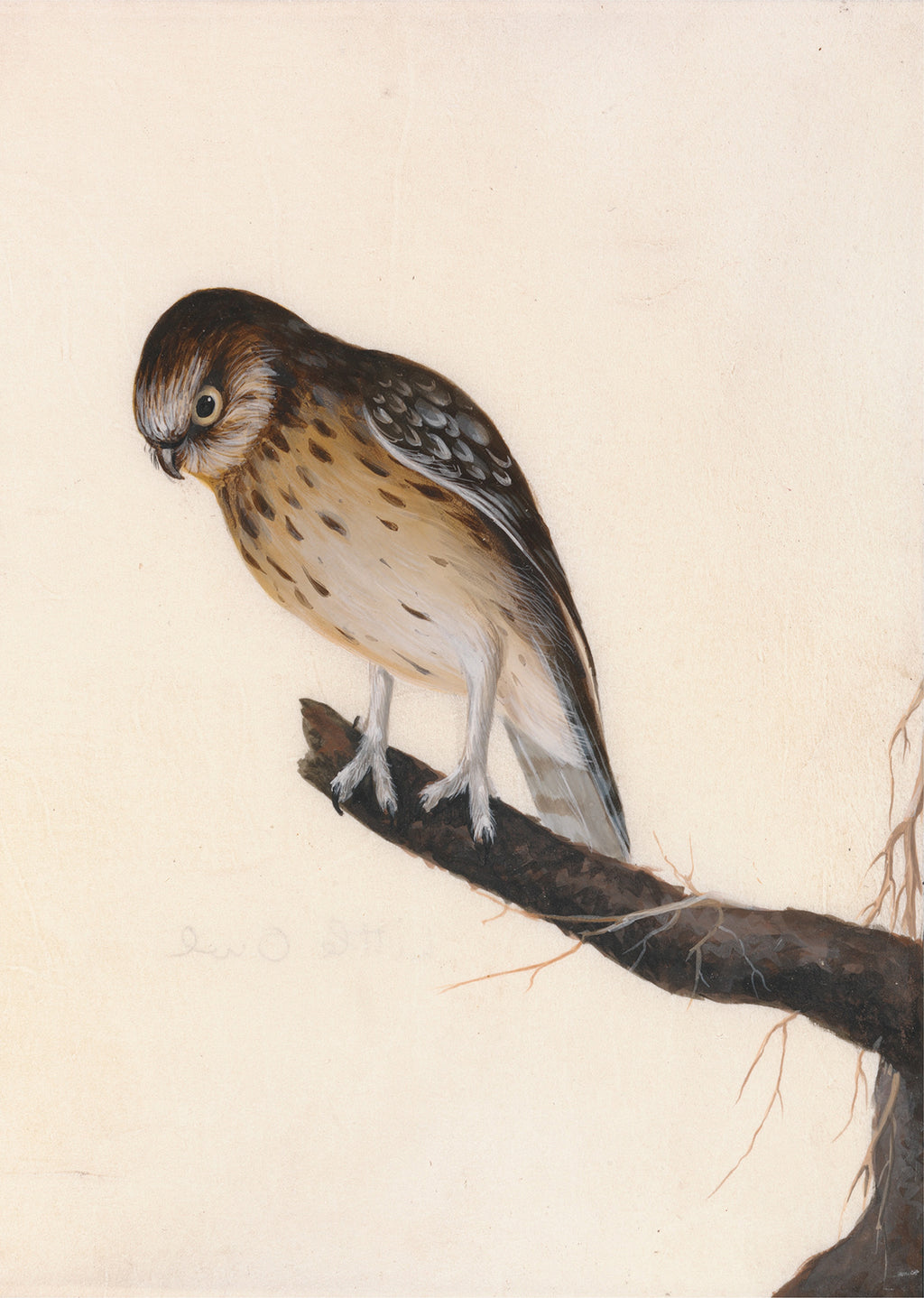 Perched Bird Illustration – Vintage Nature Print | Elegant Ornithology Wall Art