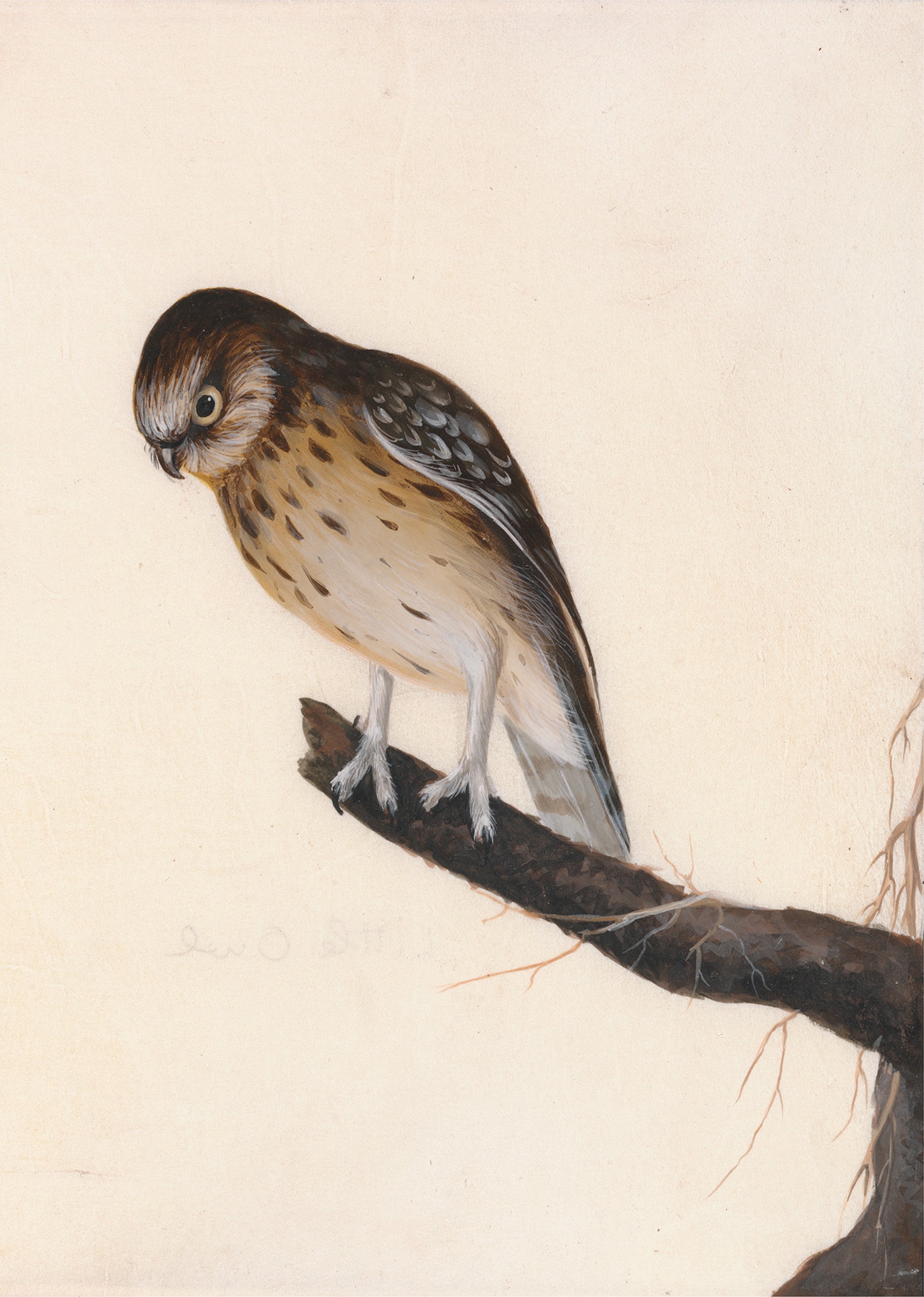 Perched Bird Illustration – Vintage Nature Print | Elegant Ornithology Wall Art