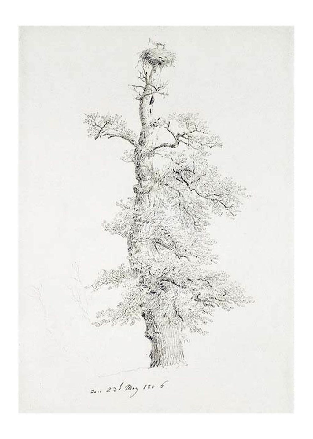 Oak Tree with Stork's Nest - Hakyarts