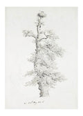 Oak Tree with Stork's Nest - Hakyarts