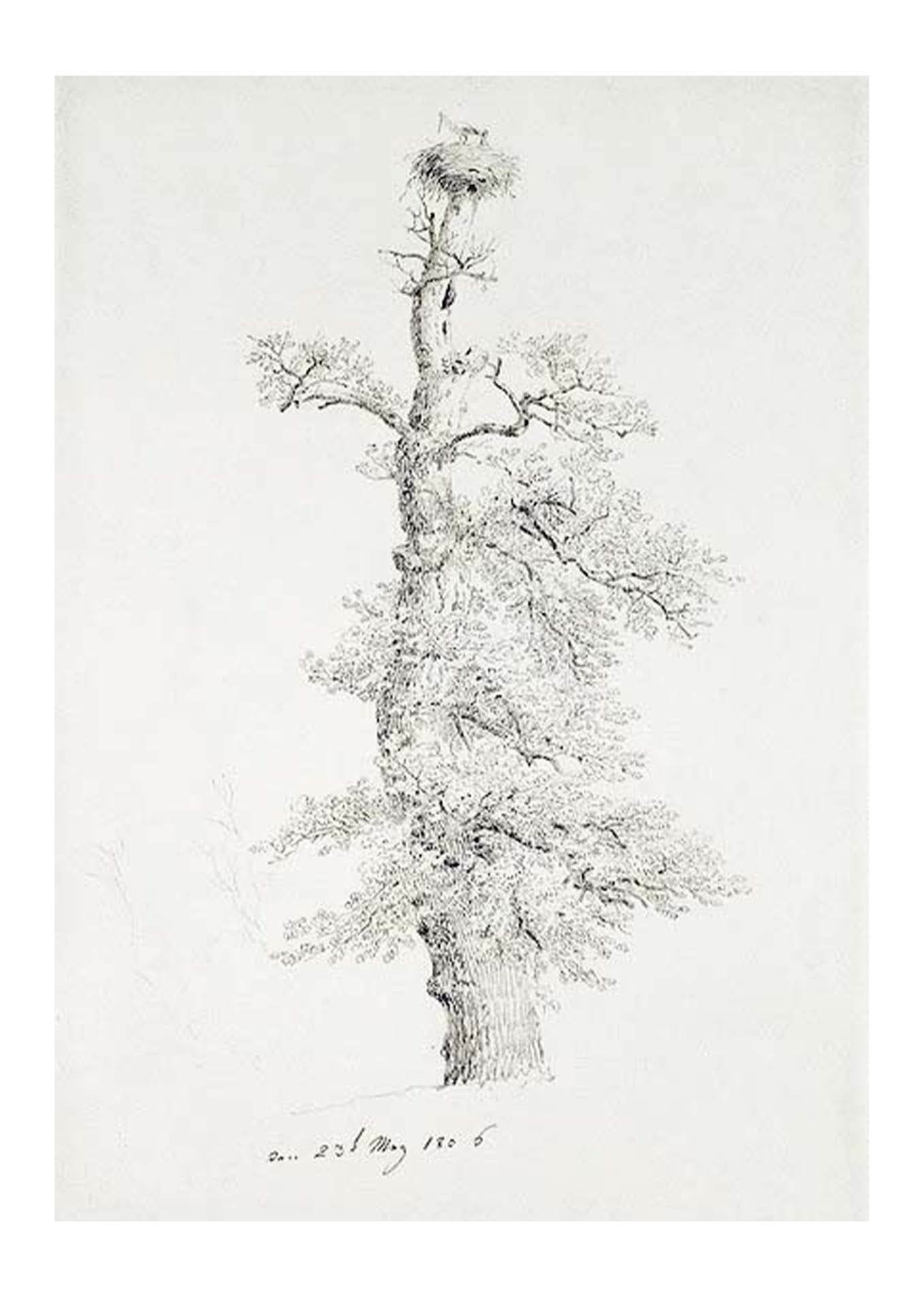 Oak Tree with Stork's Nest - Hakyarts