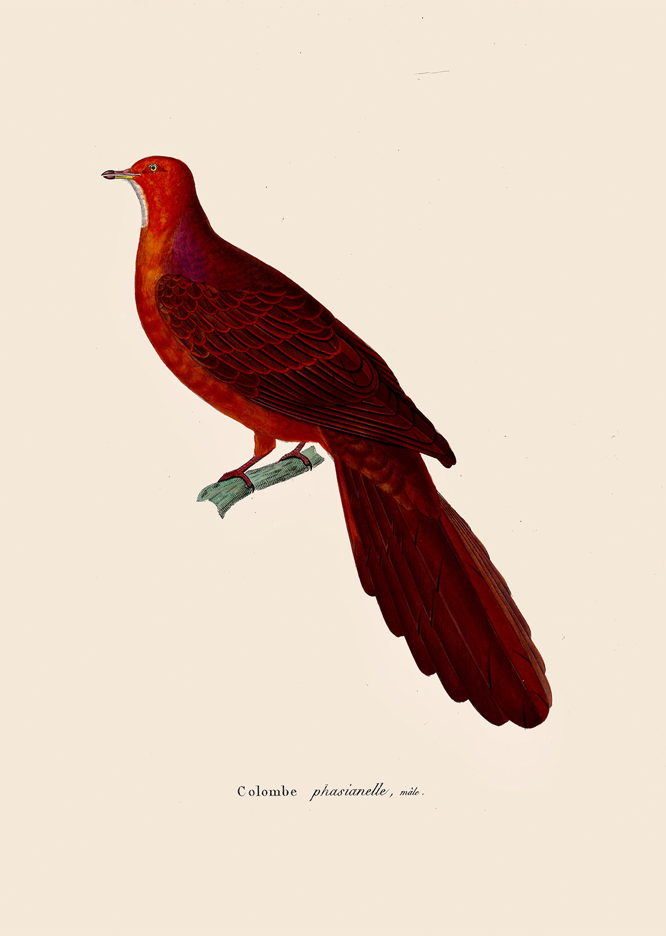 Set of 2 Red Parrot Minimal Print + Perched Bird Illustration | Modern Tropical & Vintage Nature Wall Art Prints