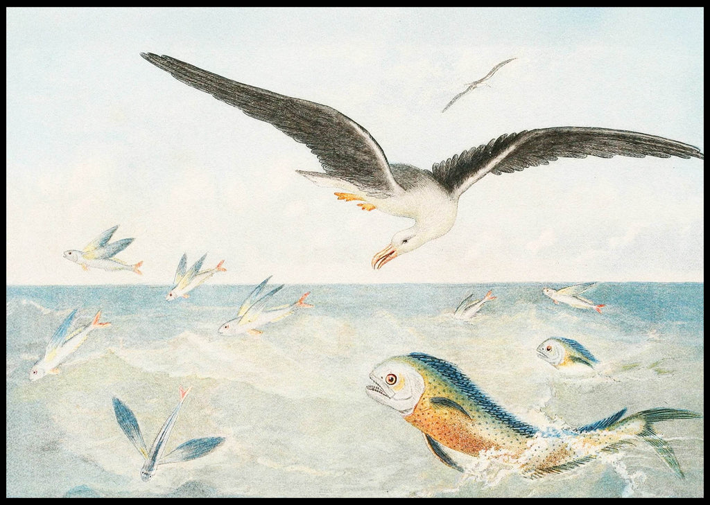 Poisson volants, Dorades, Albatros - Hakyarts