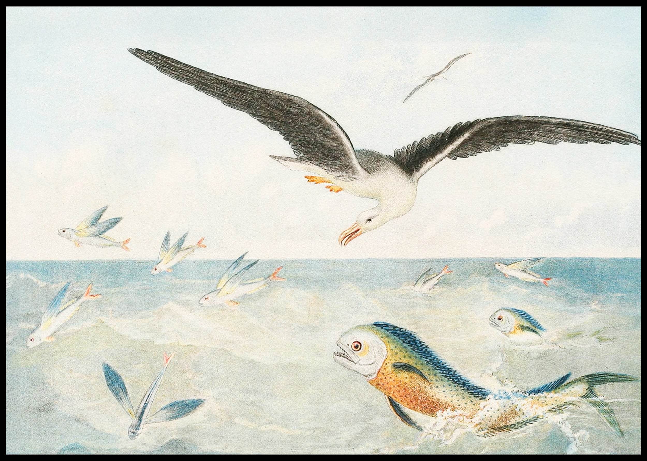 Poisson volants, Dorades, Albatros - Hakyarts