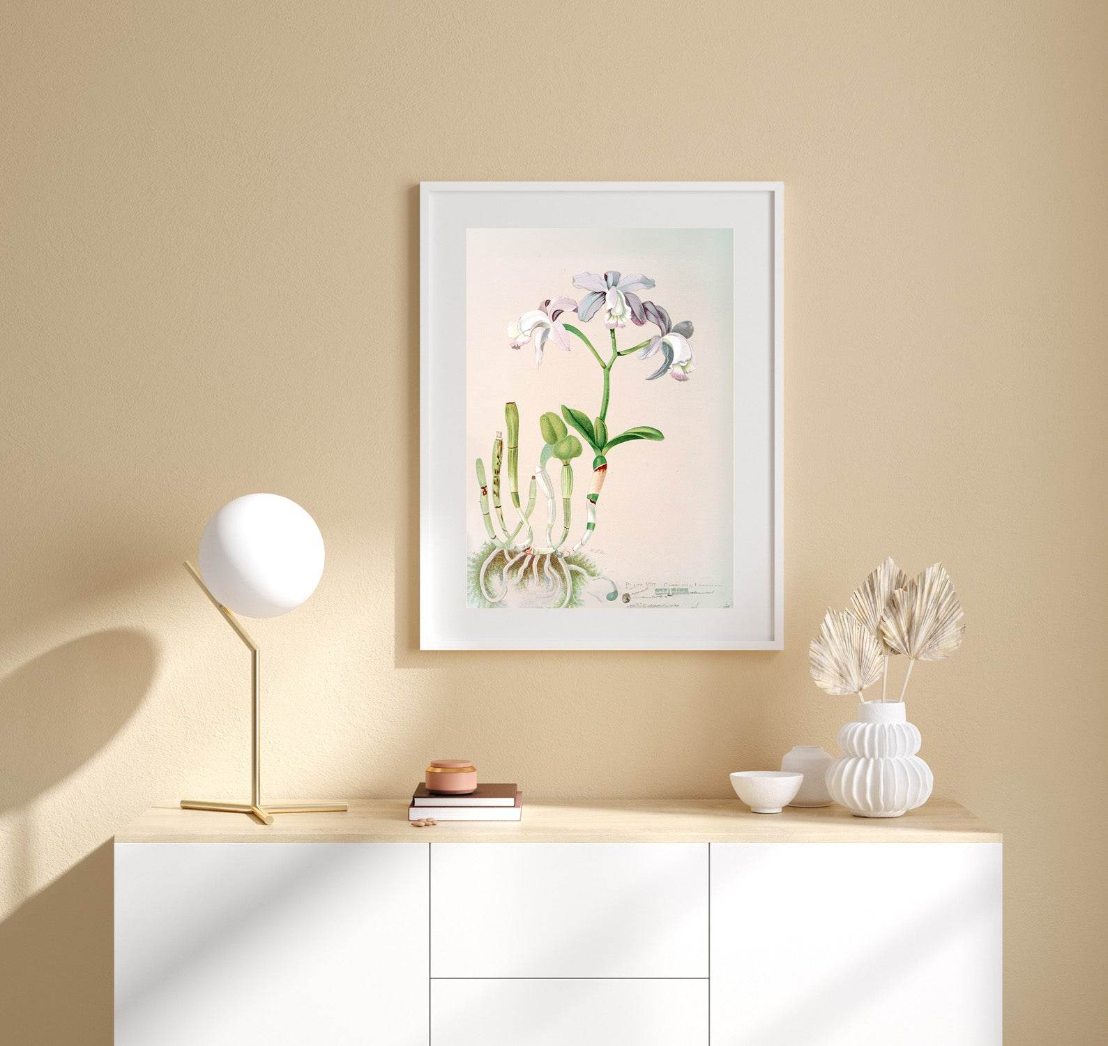 Cattleya Loddigesii - Hakyarts