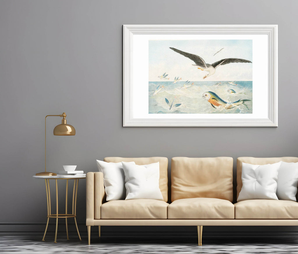 Poisson volants, Dorades, Albatros - Hakyarts