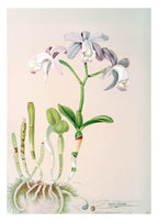 Cattleya Loddigesii - Hakyarts