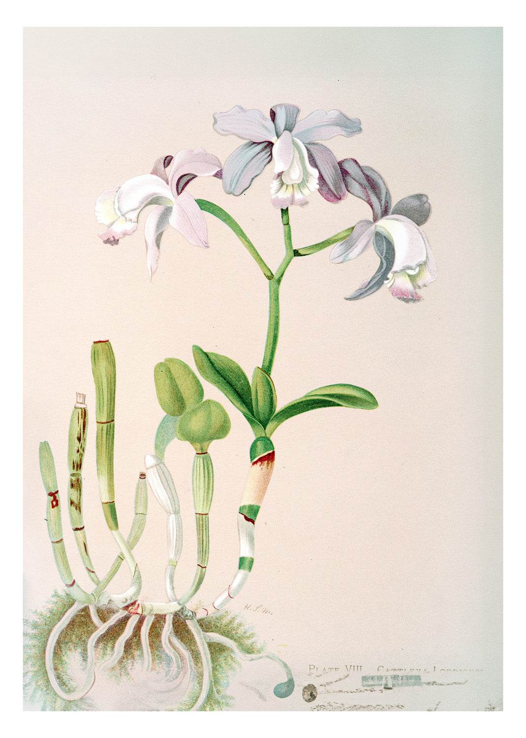 Cattleya Loddigesii - Hakyarts