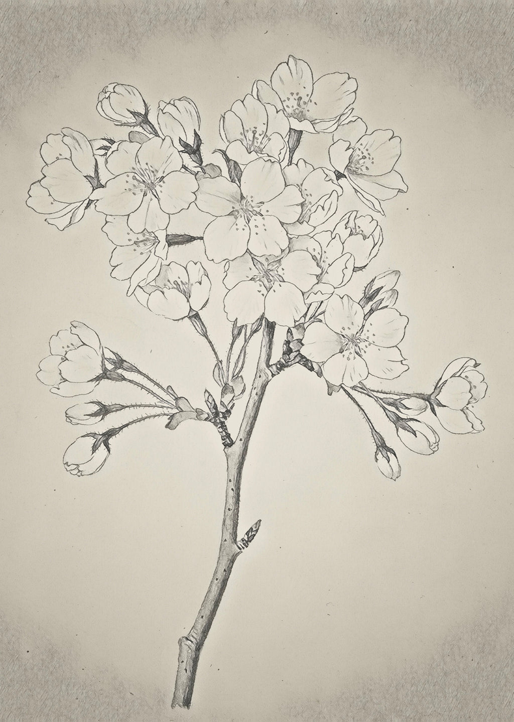 Set of 4 Art Prints – Vintage Sculptural Butterflies - Hakyarts