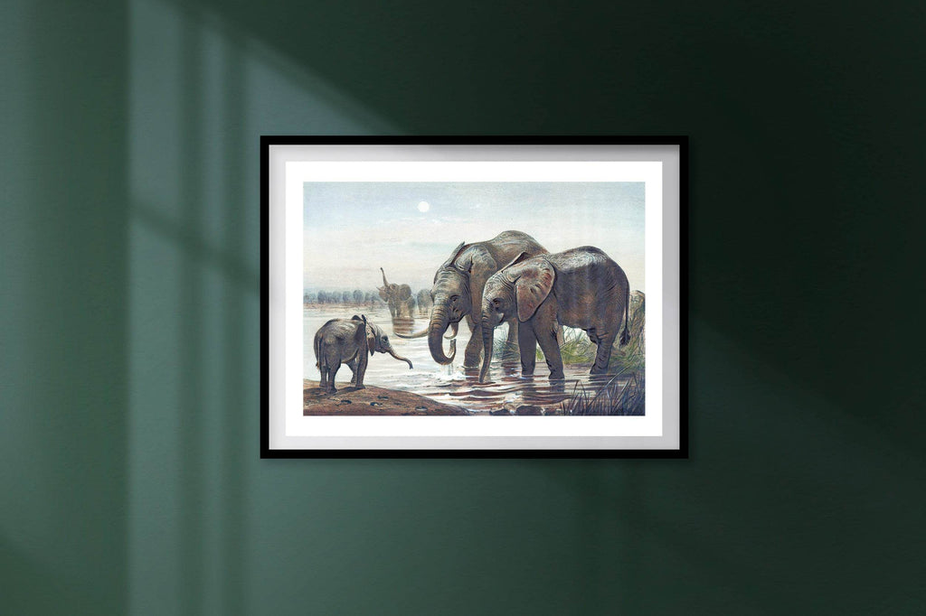 The African Elephant - Hakyarts