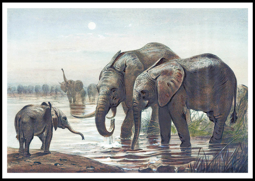 The African Elephant - Hakyarts