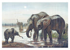 The African Elephant - Hakyarts