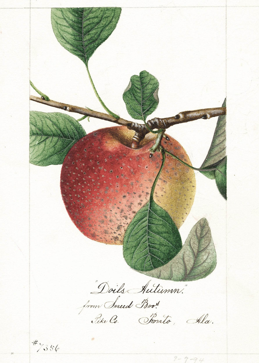 Malus domestica Doils Autumn - Hakyarts