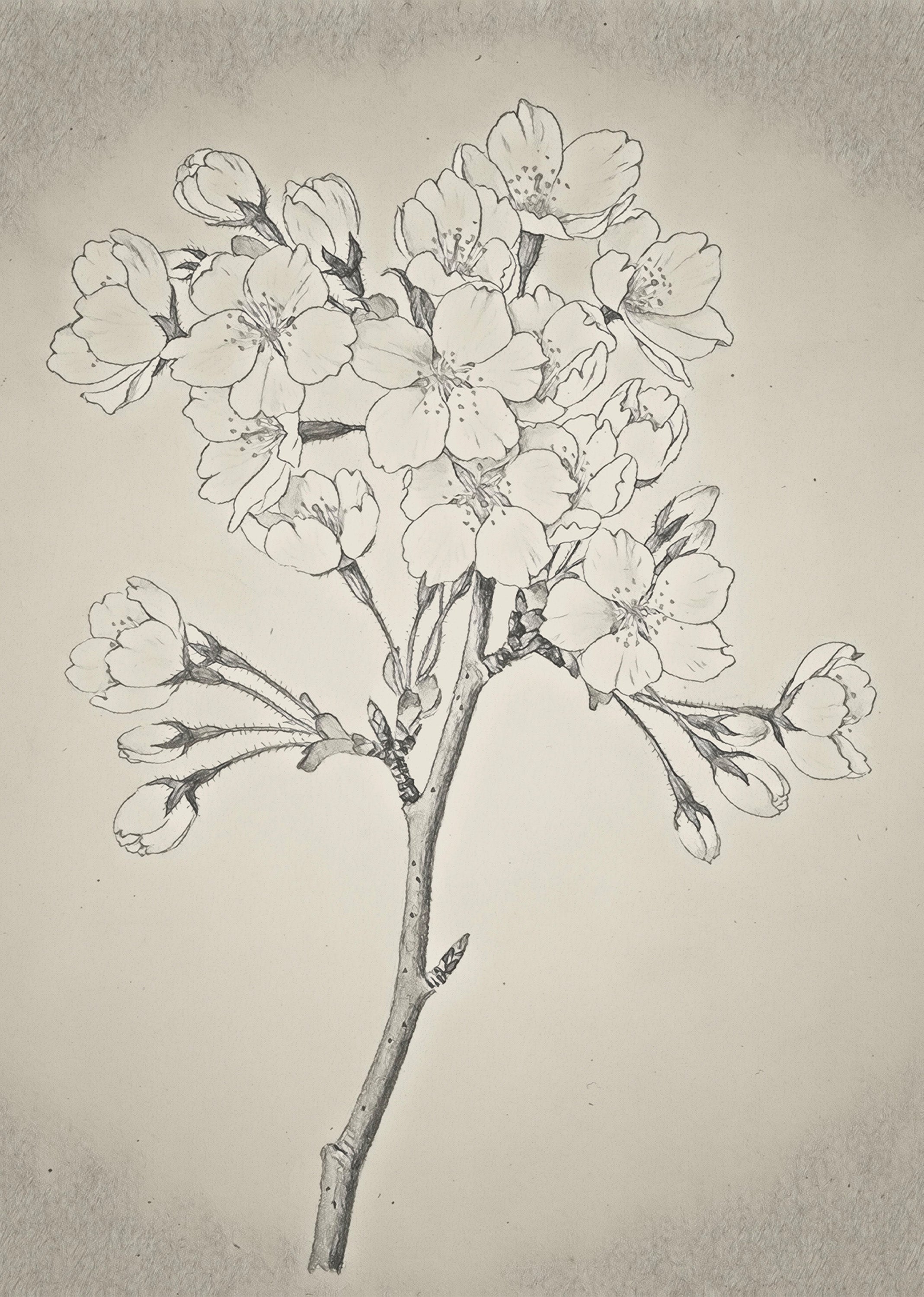 Linework Floral Branch – Minimalist Botanical Illustration Print | Elegant Vintage Wall Art