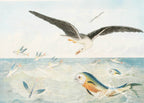 Poisson volants, Dorades, Albatros - Hakyarts