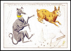 Canis Major, Lepus, Columba Noachi & Cela Sculptoris - Hakyarts