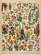 Vintage Fleurs III by Adolphe Millot – Botanical Illustration Art Print - Hakyarts