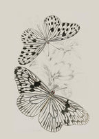 Set of 4 Art Prints – Vintage Sculptural Butterflies - Hakyarts