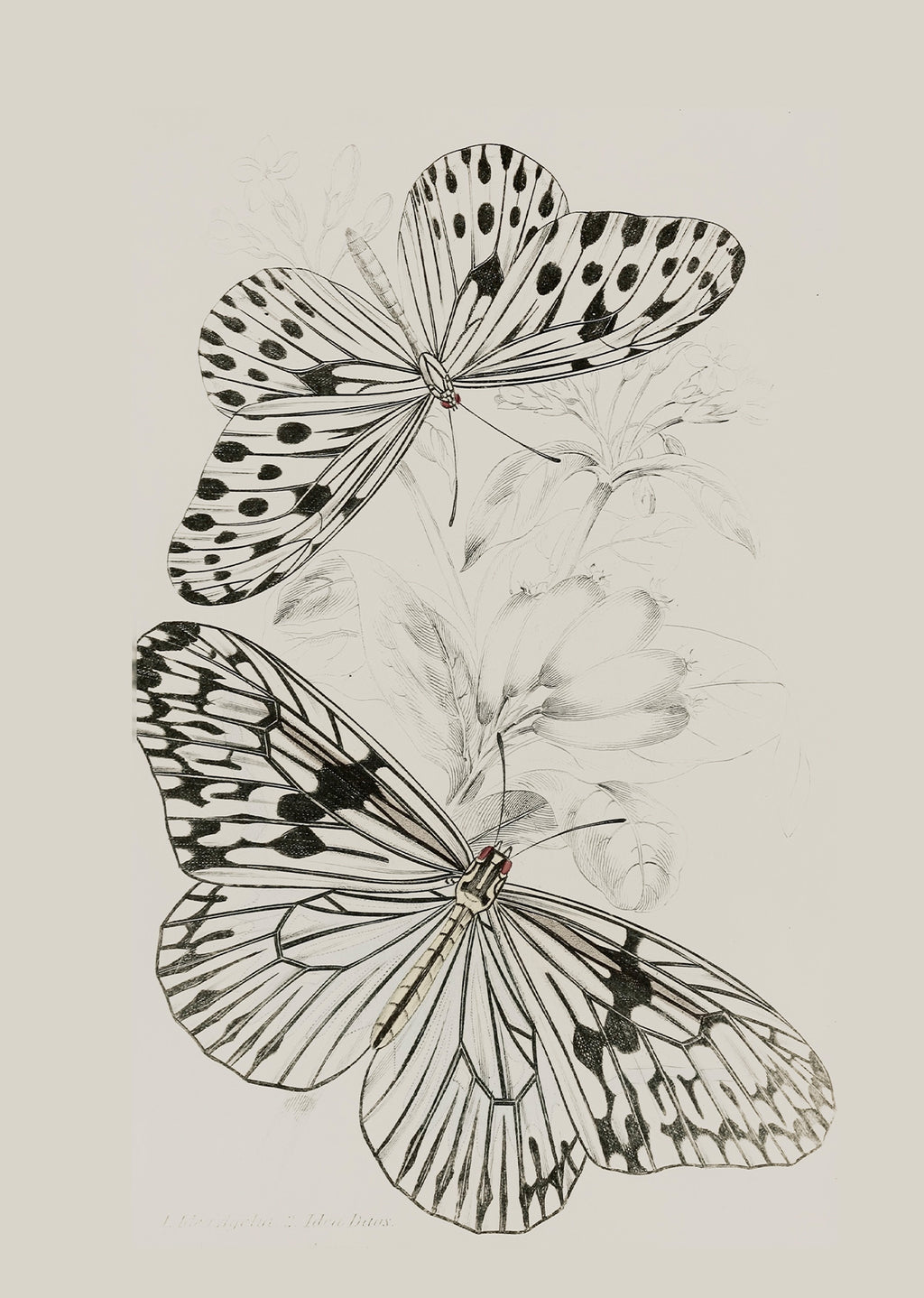 Butterflies Cluster Sketch – Delicate Vintage Botanical Illustration Print | Nature-Inspired Wall Art