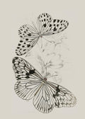 Butterflies Cluster Sketch – Delicate Vintage Botanical Illustration Print | Nature-Inspired Wall Art