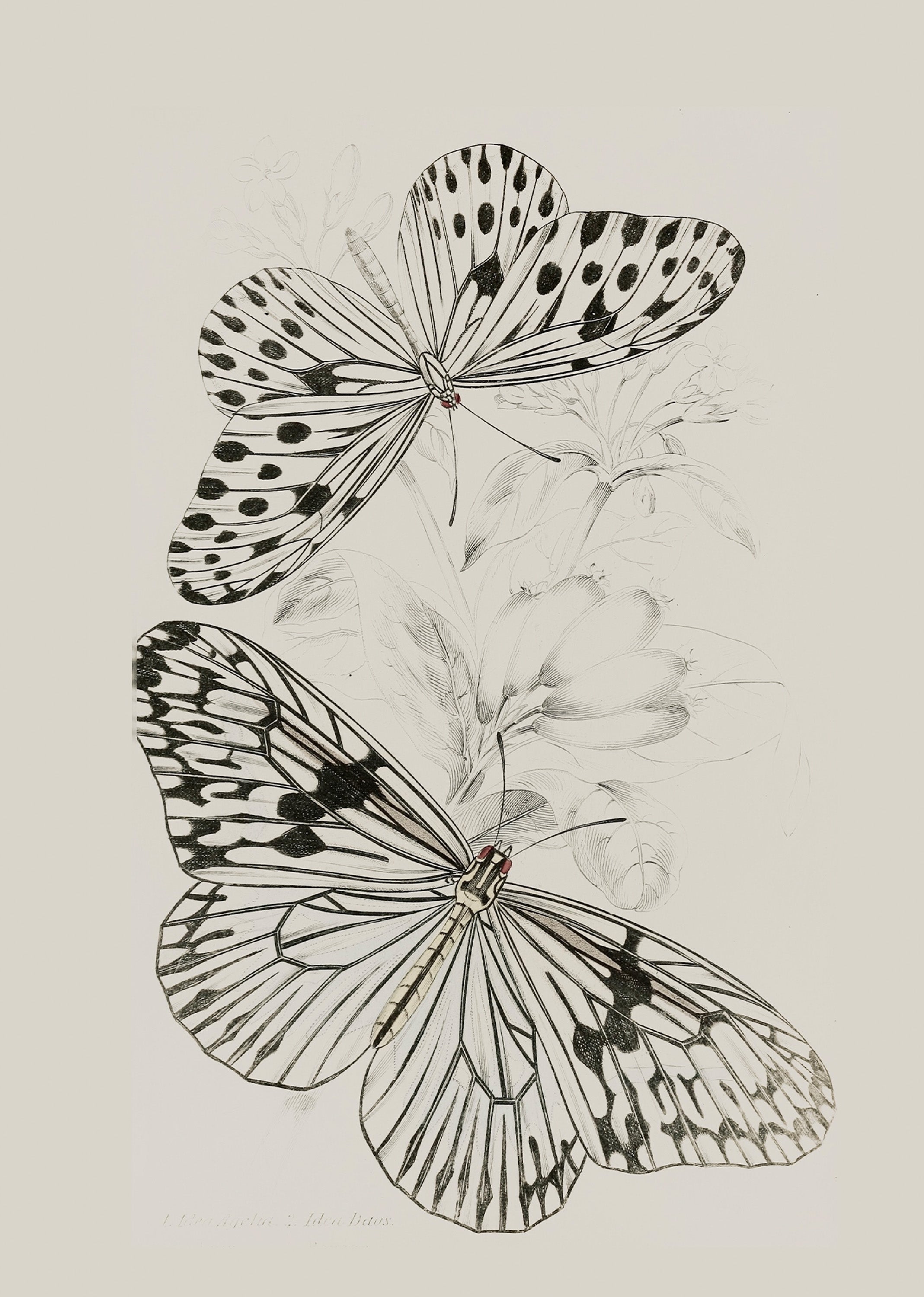 Butterflies Cluster Sketch – Delicate Vintage Botanical Illustration Print | Nature-Inspired Wall Art