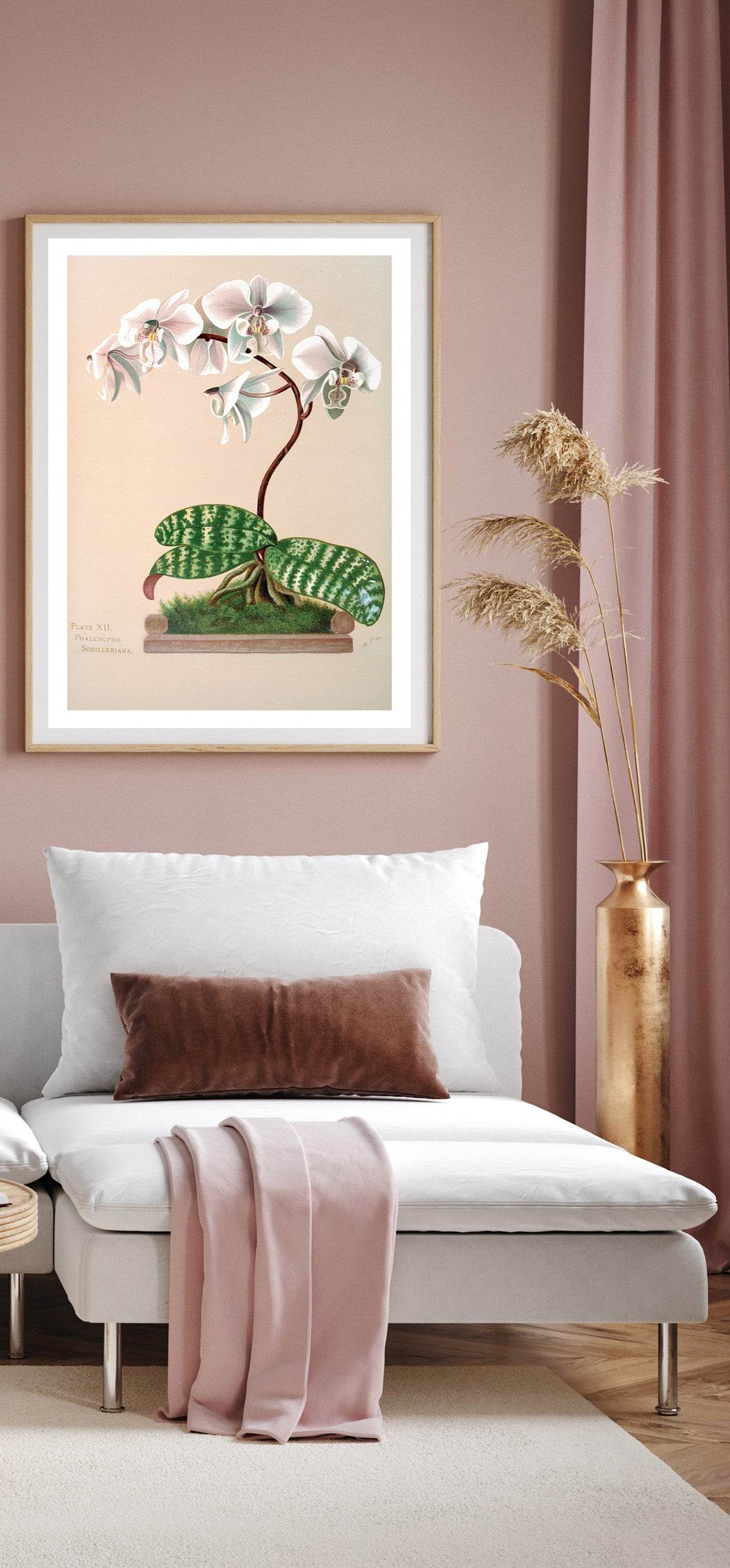 Phalenopsis Schilleriana - Hakyarts