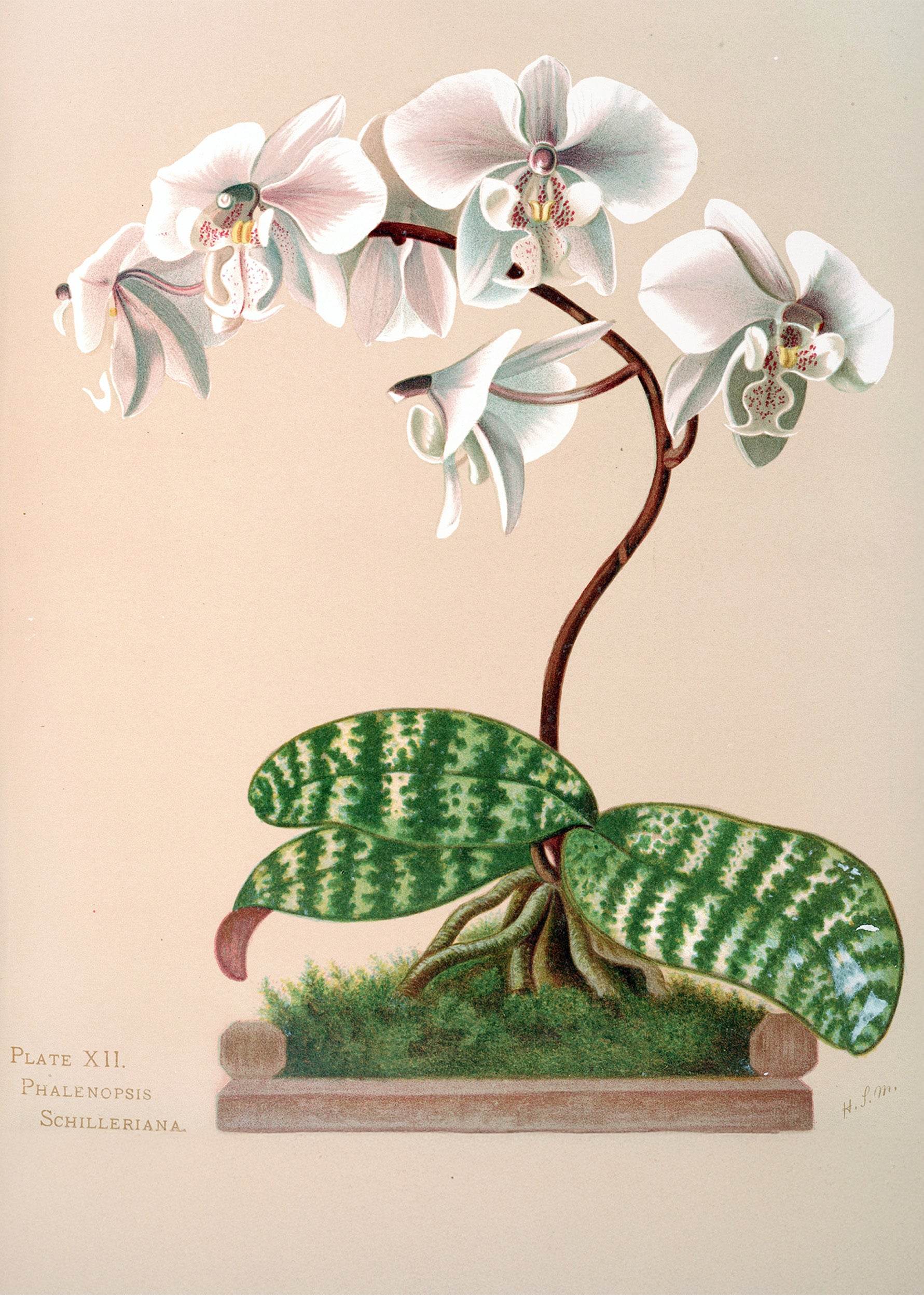Phalenopsis Schilleriana - Hakyarts