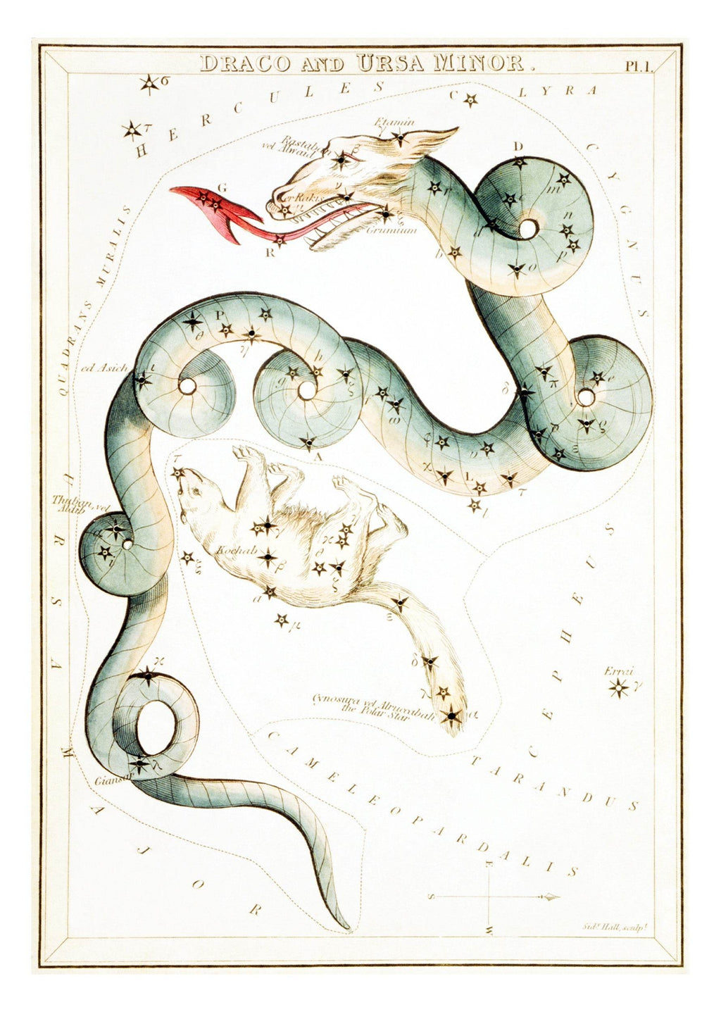 Draco and Ursa - Hakyarts