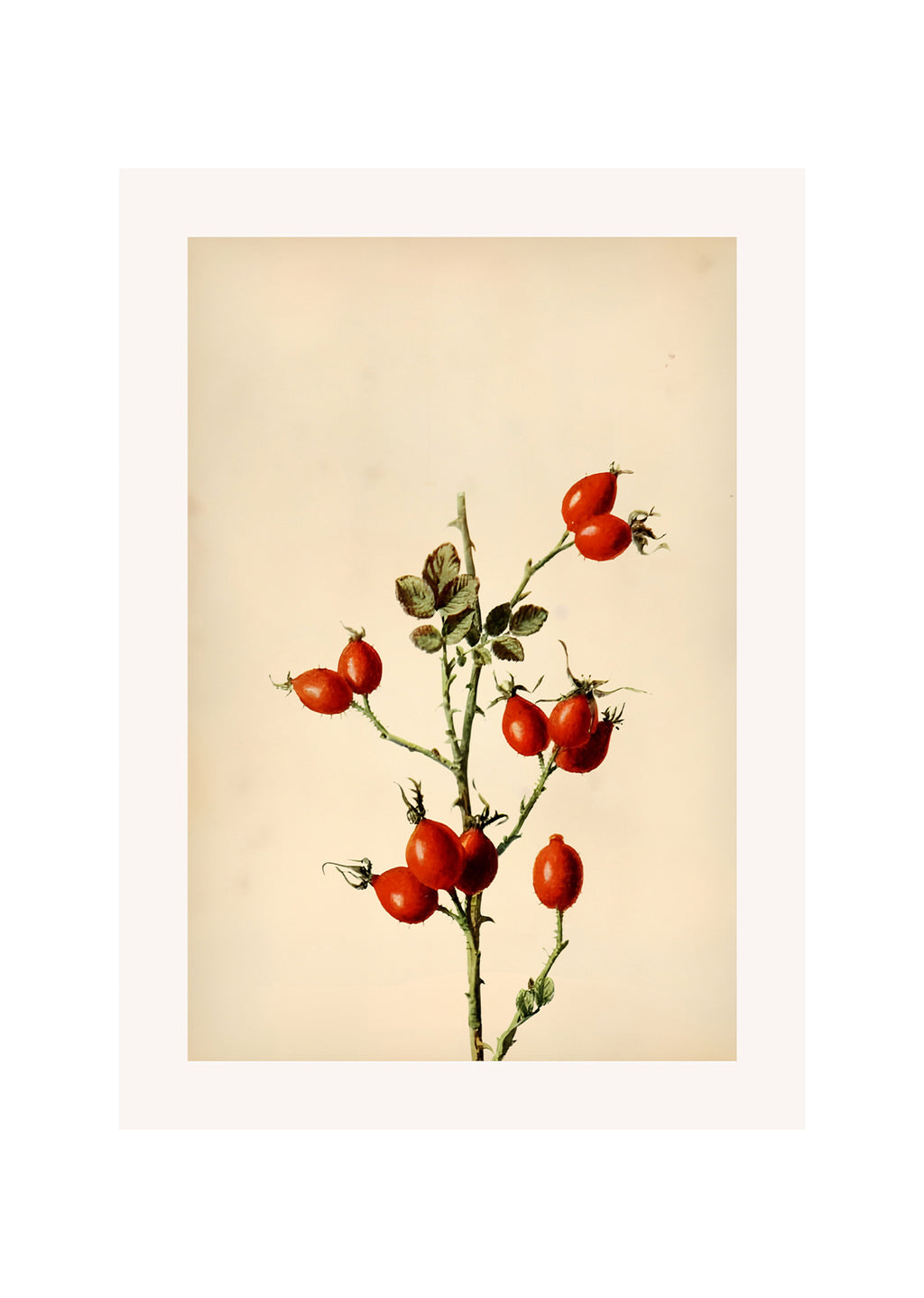 Red Blossoms  Vintage Botanical Floral Poster
