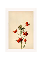Red Blossoms – Vintage Botanical Floral Wall Art Print