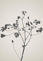 Set of 4 Art Prints – Vintage Sculptural Butterflies - Hakyarts