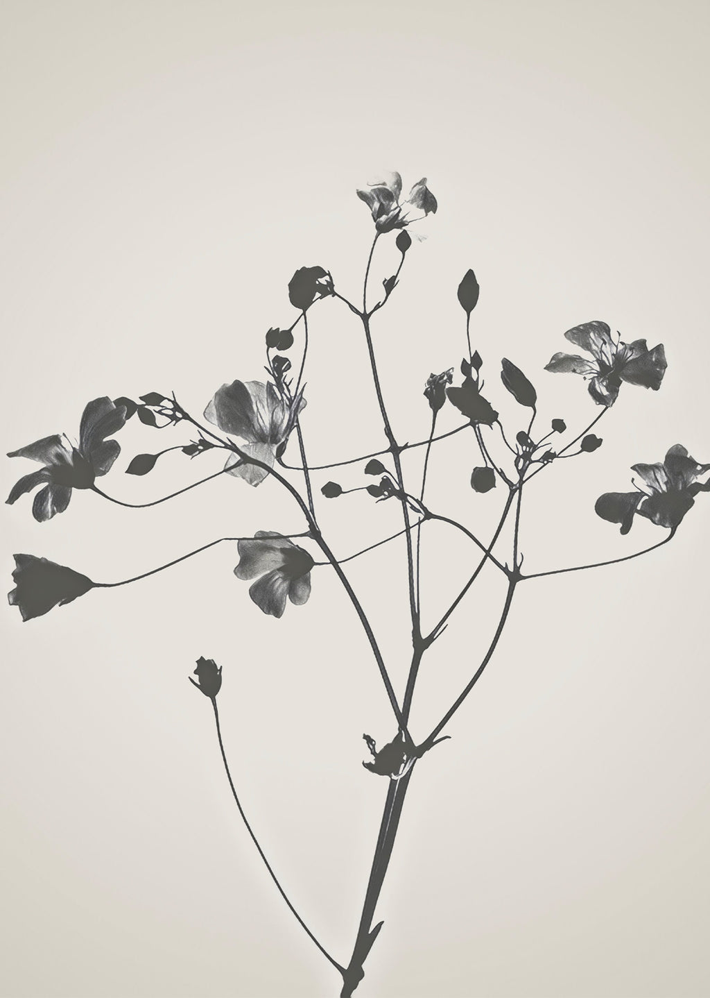 Delicate Orchid Sketch – Botanical Vintage Illustration Print | Elegant Floral Wall Art