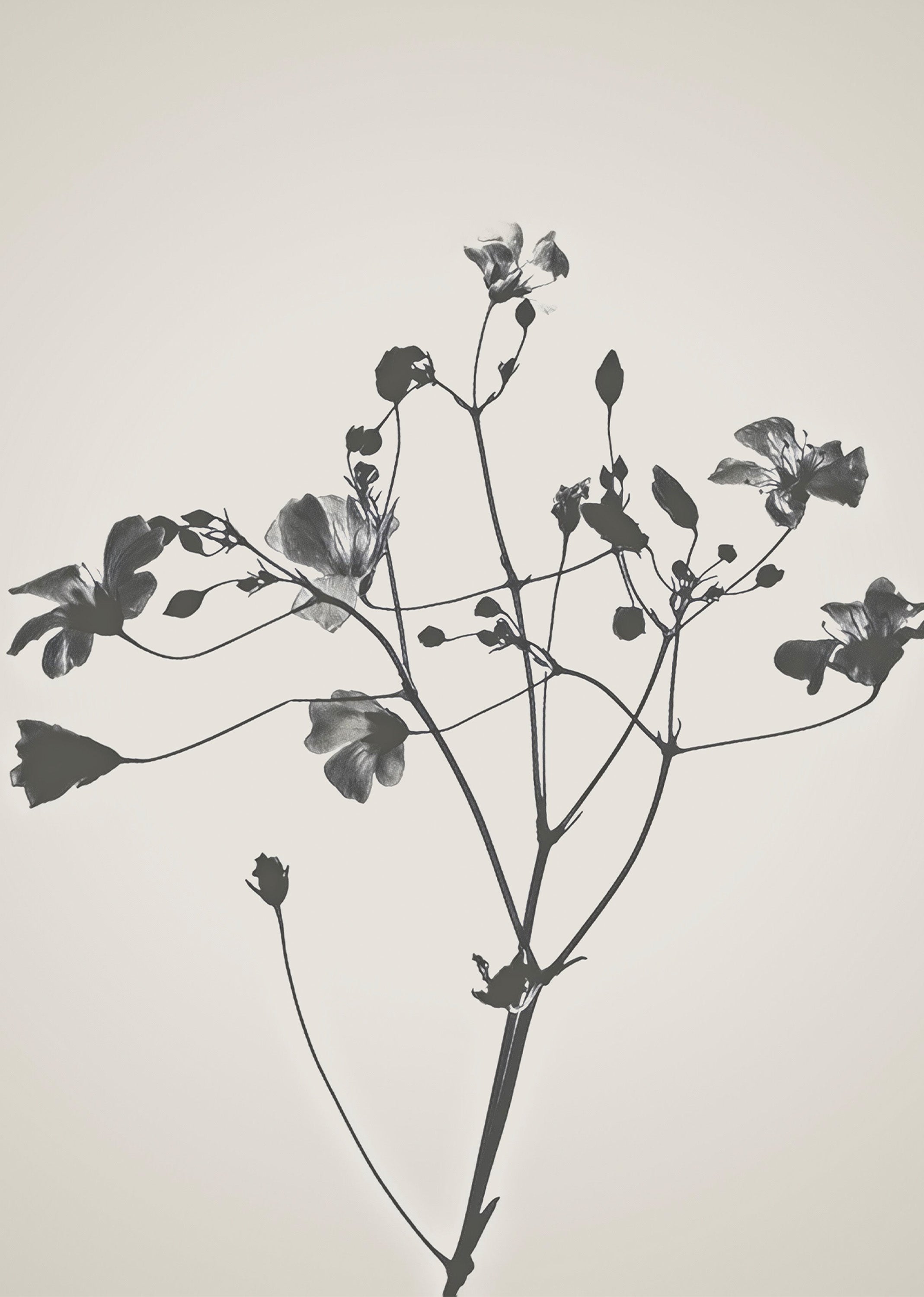 Delicate Orchid Sketch – Botanical Vintage Illustration Print | Elegant Floral Wall Art