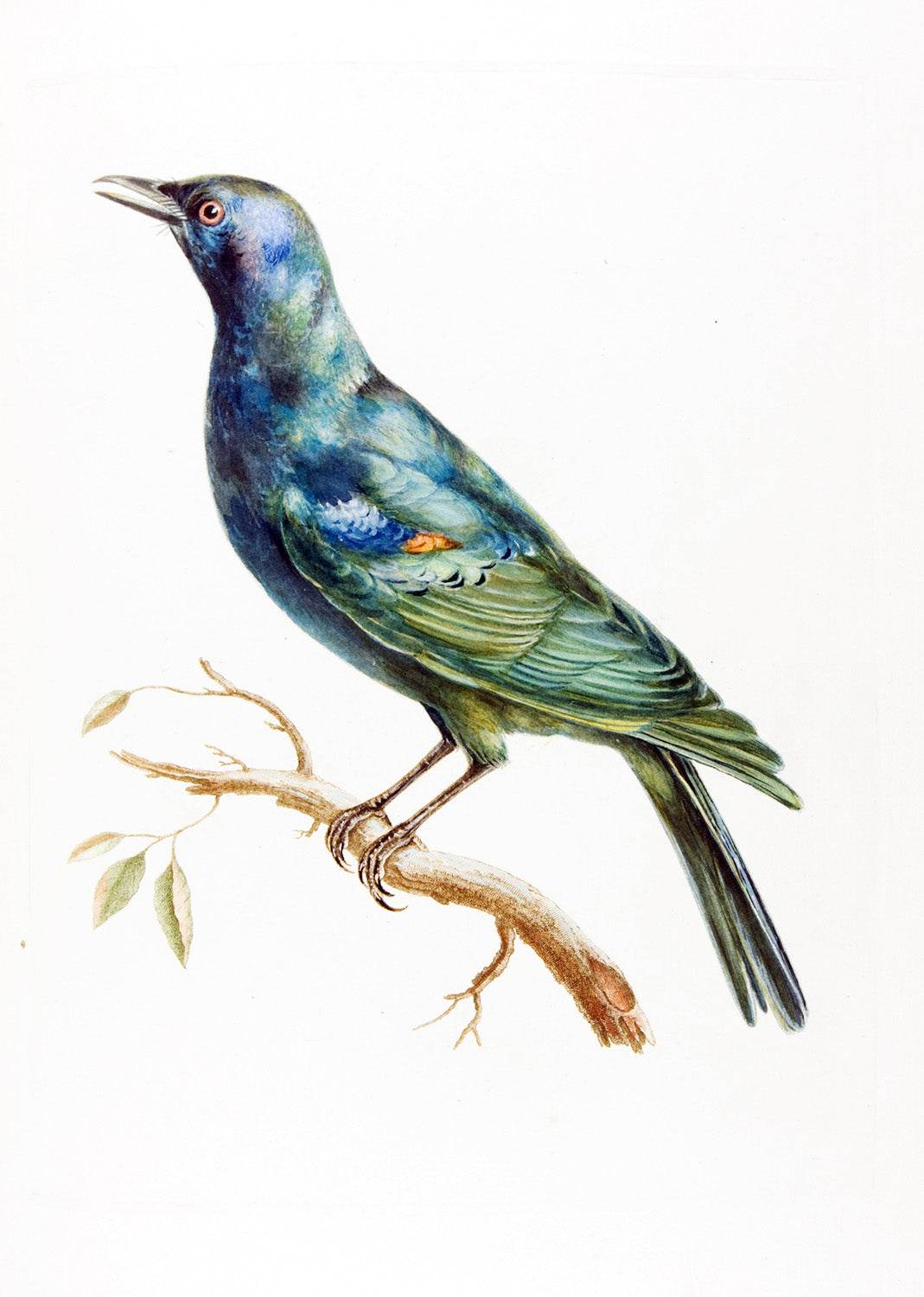 Etourneau d’Afrique - Hakyarts