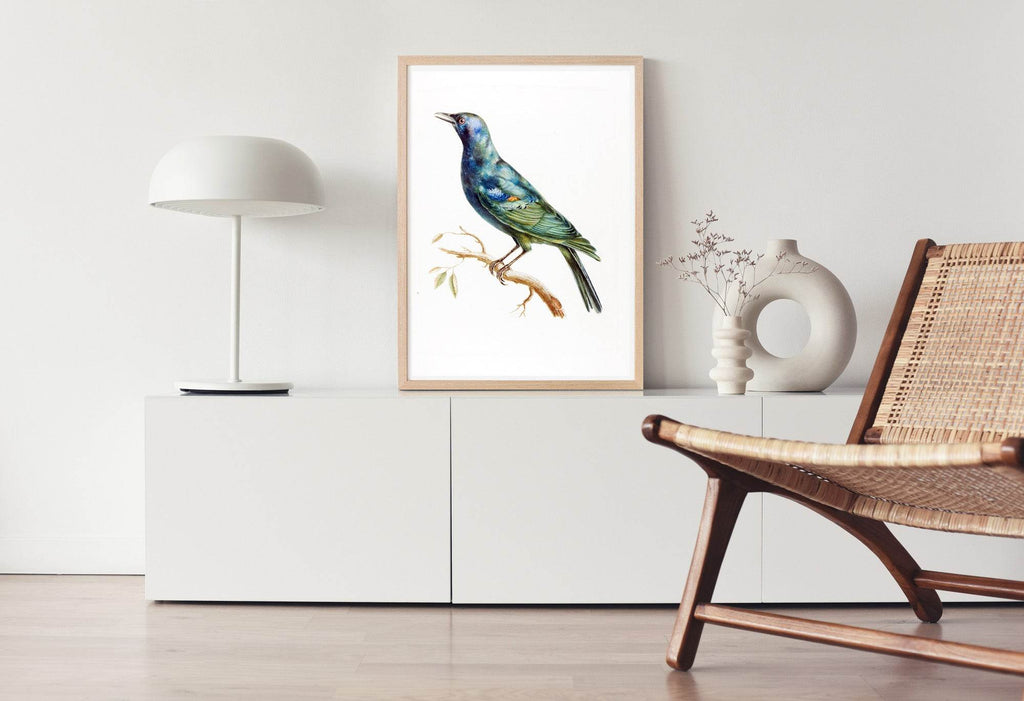 Etourneau d’Afrique - Hakyarts